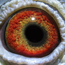 如此驚艷的鴿眼 光學(xué)鏡片背后的自然奧秘